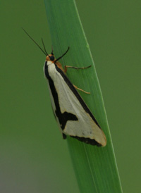 Clymene Moth